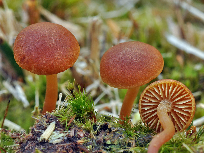 Gymnopilus fulgens Torvbittersopp Гимнопил сверкающий