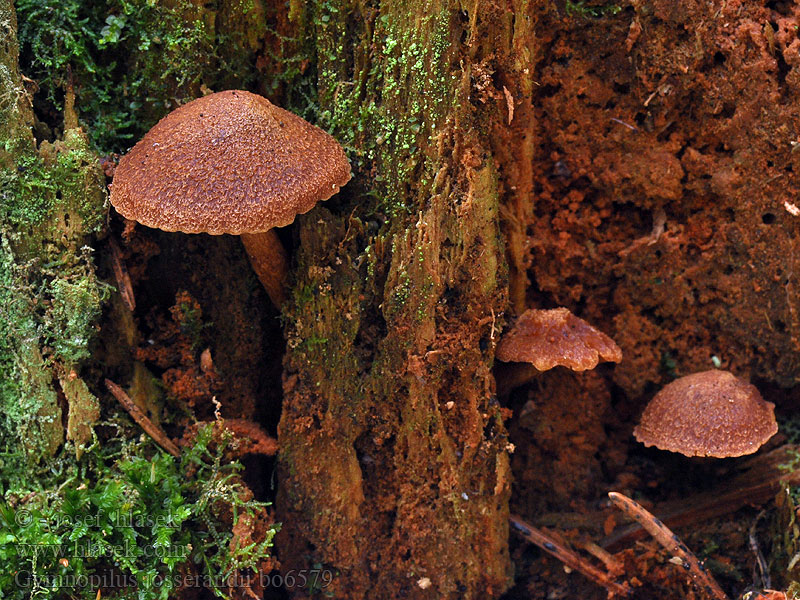 Gymnopilus josserandii Šupinovka kulatovýtrusá Kugelsporiger Flämmling