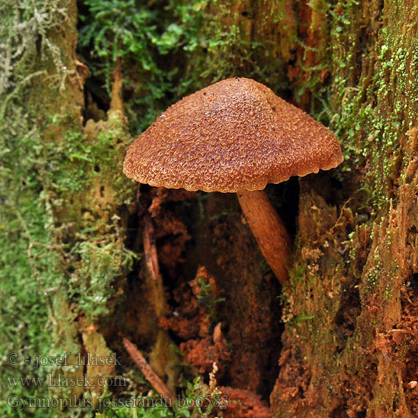 Gymnopilus josserandii bo6583