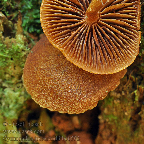 Gymnopilus josserandii bo6592