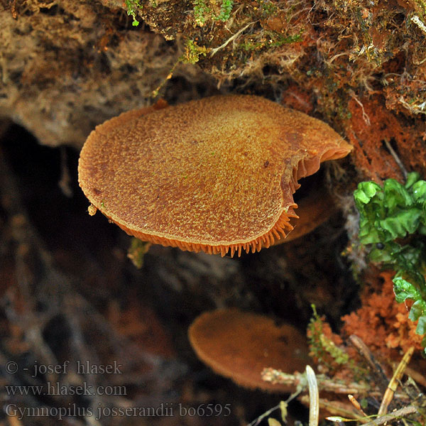 Gymnopilus josserandii bo6595