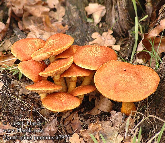 Gymnopilus junonius Spectacular Rustgill Fibret flammehat