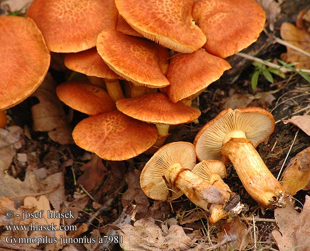 Gymnopilus junonius Spectacular Rustgill