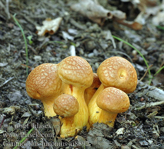 Gymnopilus junonius Prachtvlamhoed Beringter Flämmling