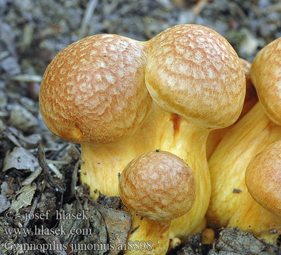 Gymnopilus junonius Łysak wspaniały Šupinovec nádherný