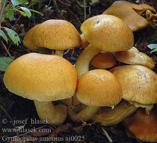 Gymnopilus junonius Šupinovka nádherná Ringbitterskivling