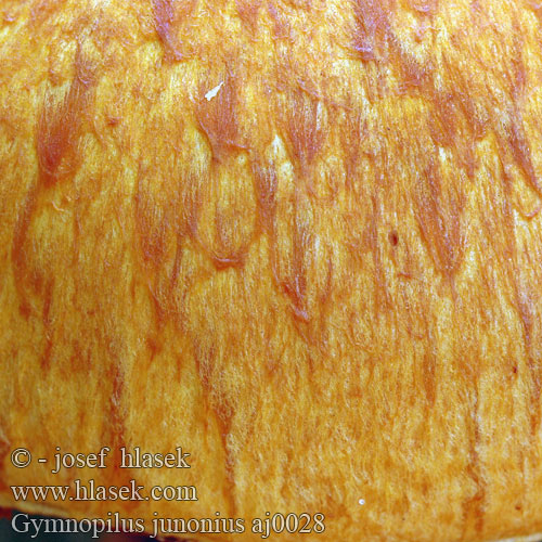 Gymnopilus junonius aj0028