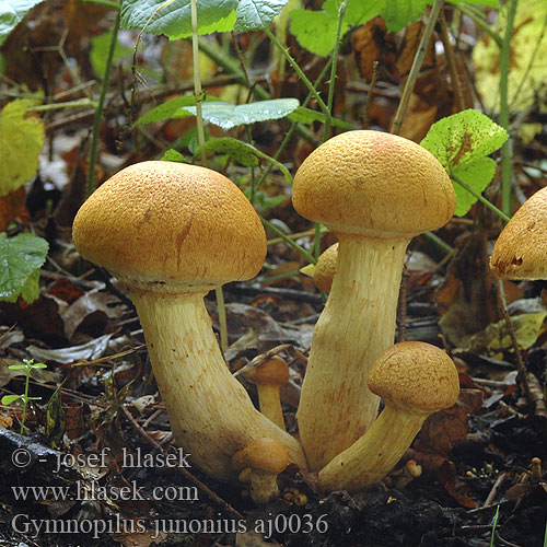 Gymnopilus junonius aj0036