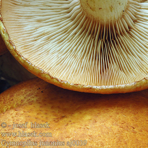 Gymnopilus junonius Pholiota spectabilis grandis Fulvidula