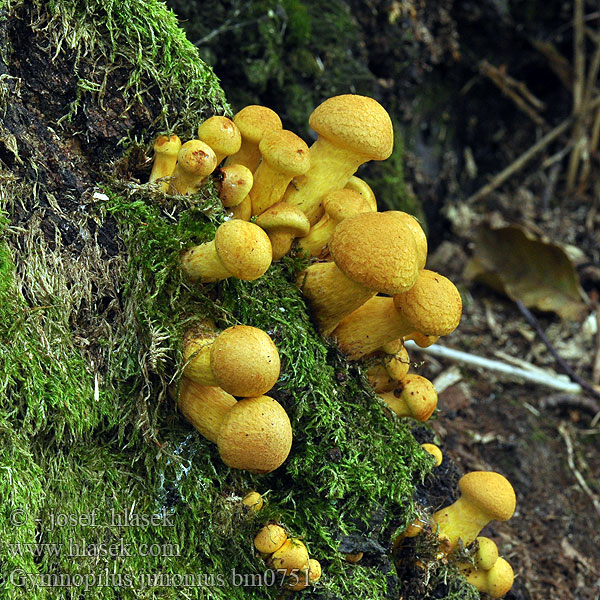 Gymnopilus junonius bm0751