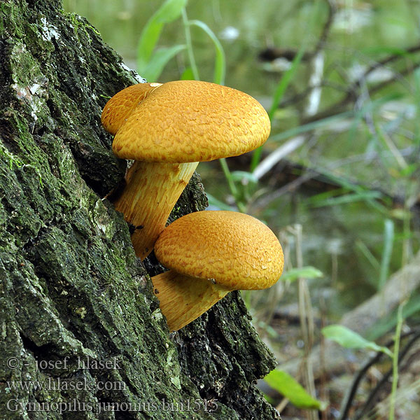 Gymnopilus junonius bm1515