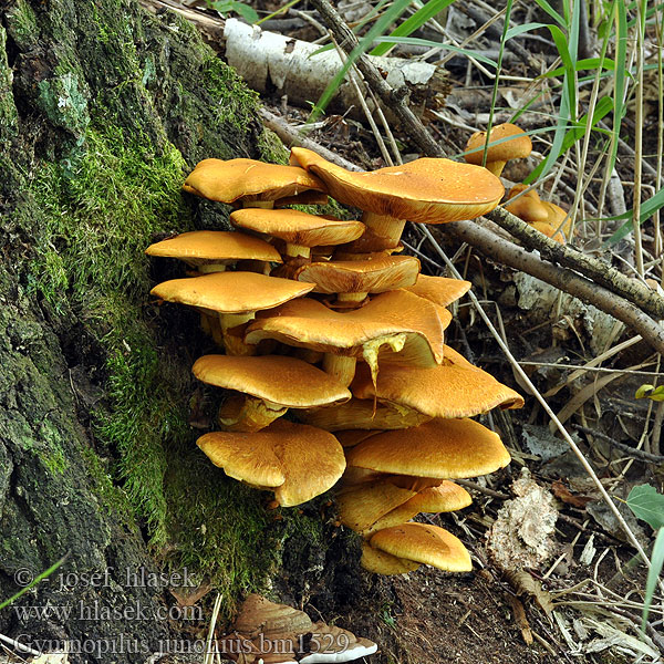 Gymnopilus junonius bm1529