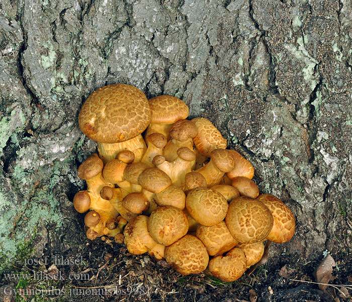 Gymnopilus junonius Pholiota spectabilis grandis Fulvidula