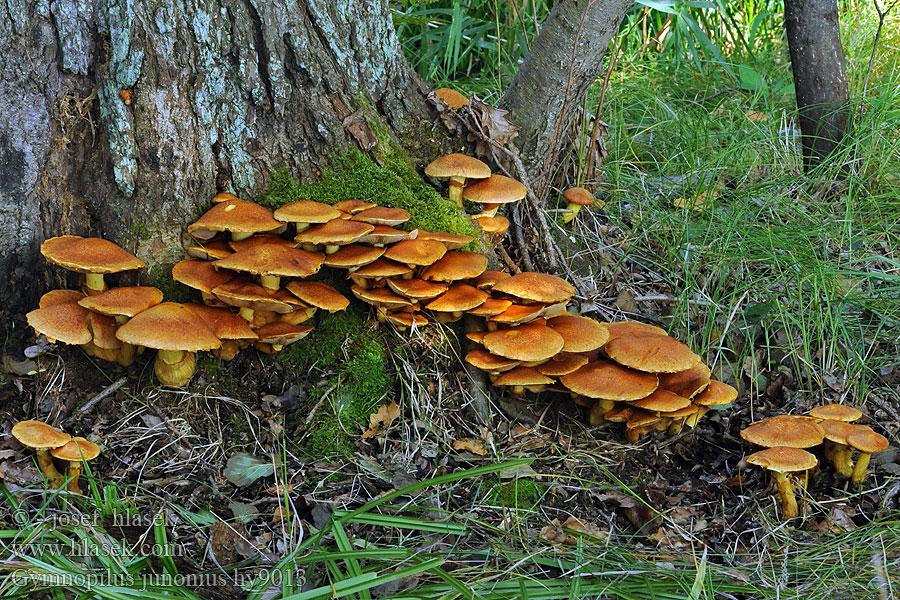 Gymnopilus junonius Pholiota spectabilis grandis Fulvidula