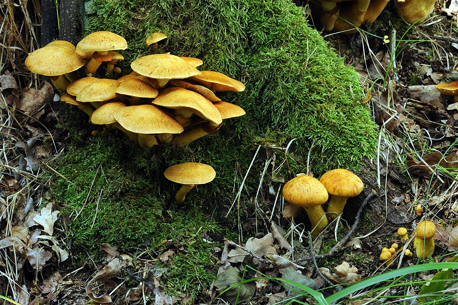 Gymnopilus junonius Spectacular Rustgill Fibret flammehat