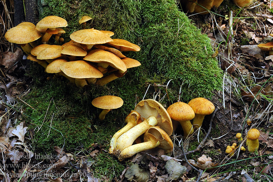 Gymnopilus junonius Isokarvaslakki Prachtvlamhoed