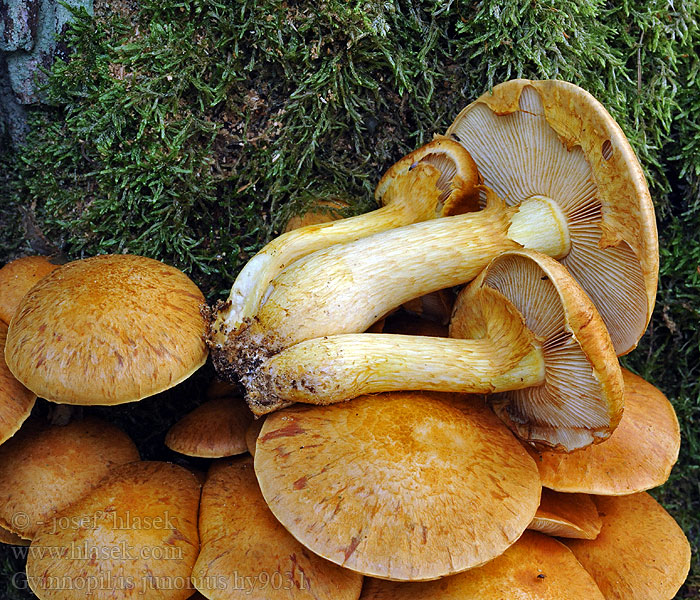 Gymnopilus junonius Beringter Flämmling