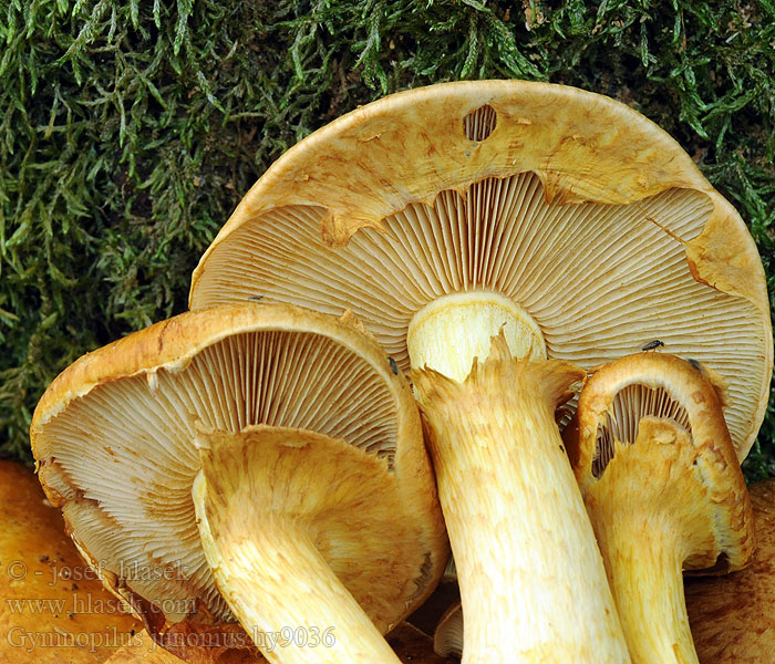 Gymnopilus junonius Łysak wspaniały