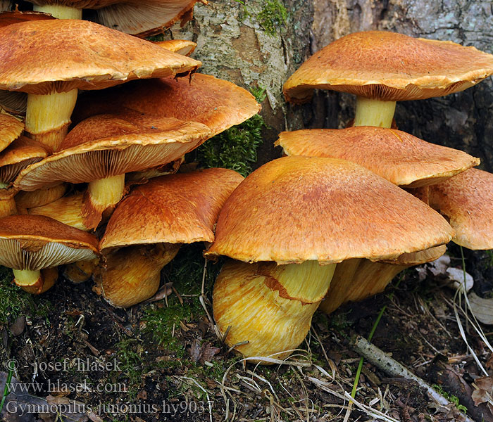 Gymnopilus junonius Šupinovec nádherný