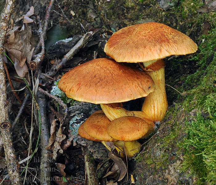 Gymnopilus junonius Šupinovka nádherná