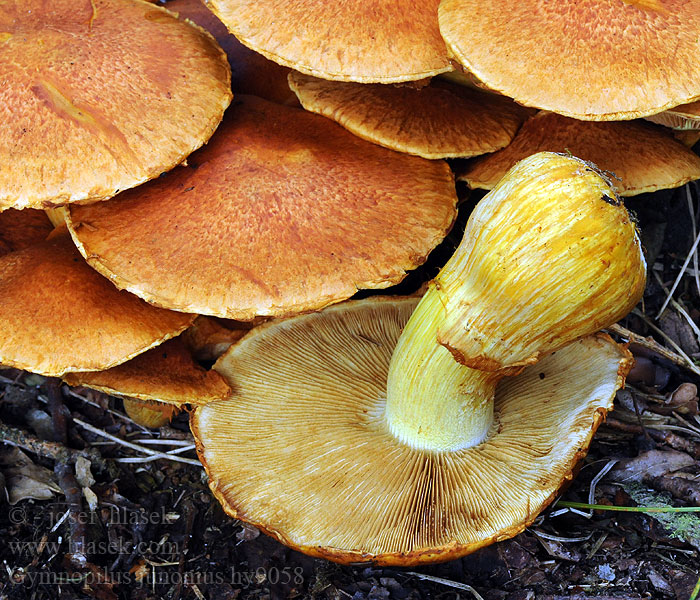 Šupinovka nádherná Gymnopilus junonius