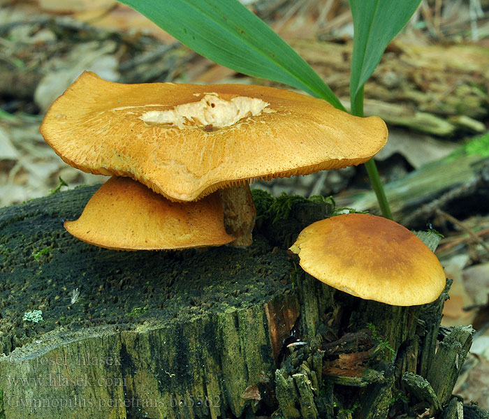 Gymnopilus penetrans Šupinovka nevonná Geflecktblättriger Flämmling