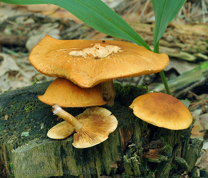 Gymnopilus_penetrans_bo5566