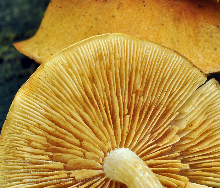 Gymnopilus_penetrans_bo5572