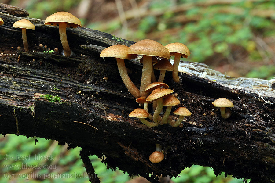 Gymnopile pénétrant Fregnebittersopp