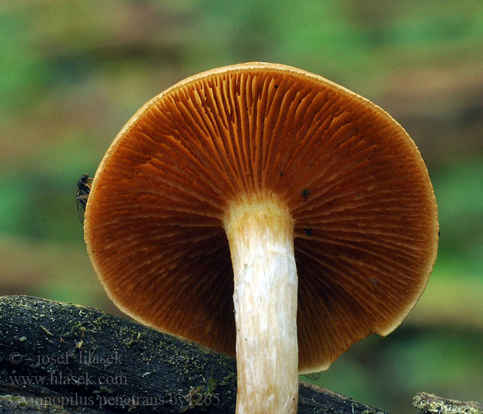 Gymnopilus penetrans Šupinovka nevonná