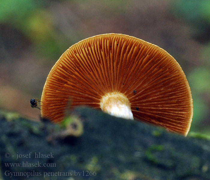 Gymnopilus penetrans Geflecktblättriger Flämmling Dennenvlamhoed