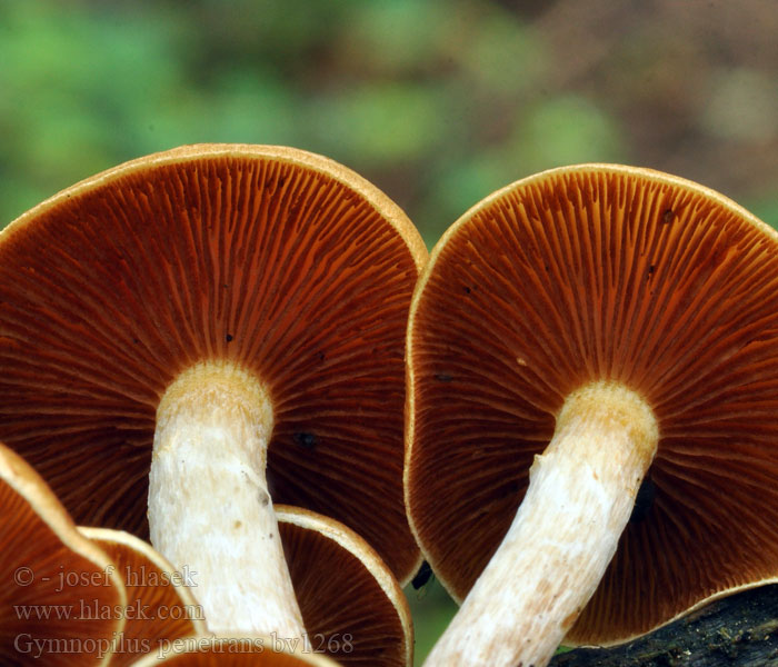 Gymnopilus penetrans Łysak plamistoblaszkowy Šupinovec nevoňavý