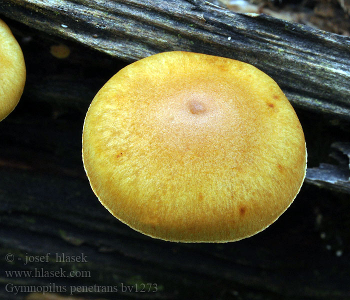 Gymnopilus penetrans Plettet Flammehat Fläckig bitterskivling