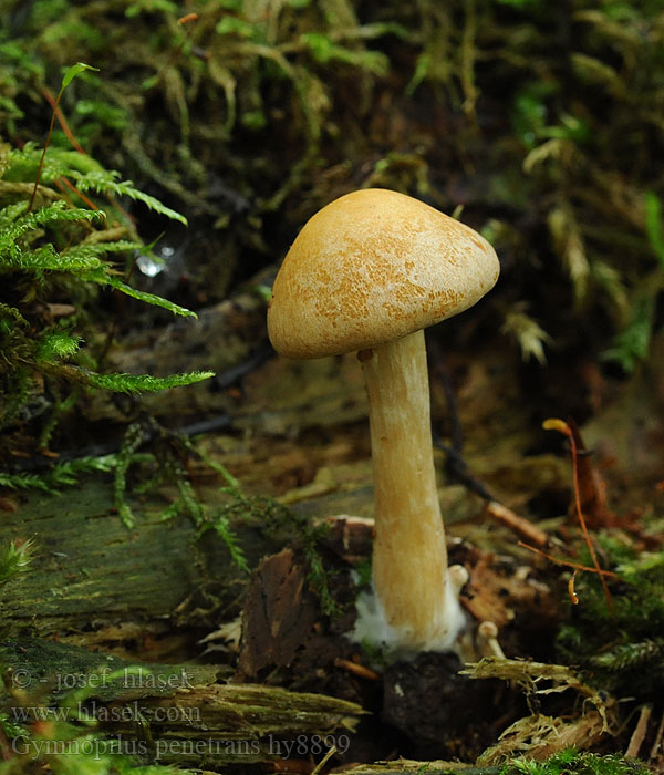 Gymnopilus penetrans Šupinovka nevonná