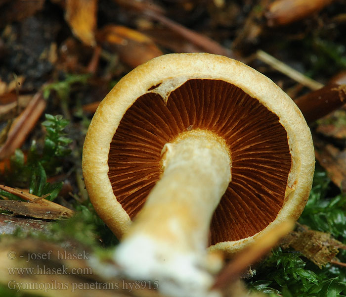 Gymnopilus penetrans Geflecktblättriger Flämmling