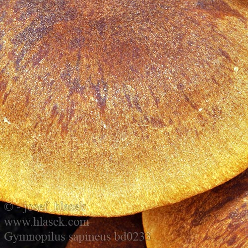 Gymnopilus sapineus bd0233