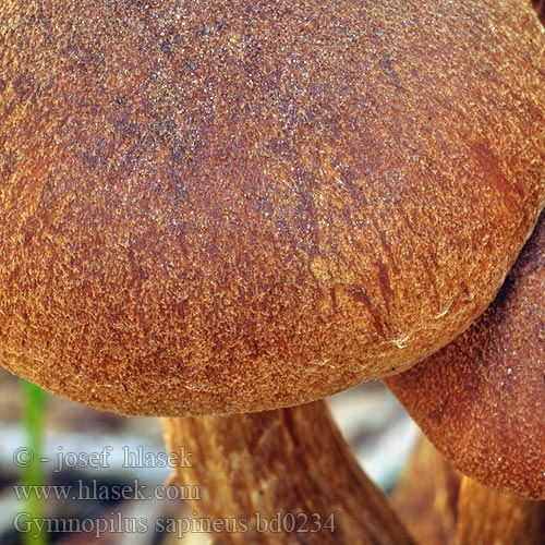 Gymnopilus sapineus bd0234