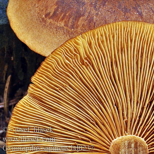 Gymnopilus sapineus bd0237