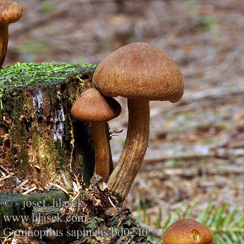 Gymnopilus sapineus bd0240