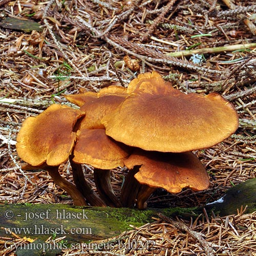 Gymnopilus sapineus bd0242