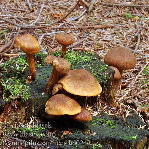 Fläckig bitterskivling Gymnopilus sapineus Flammula sapinea