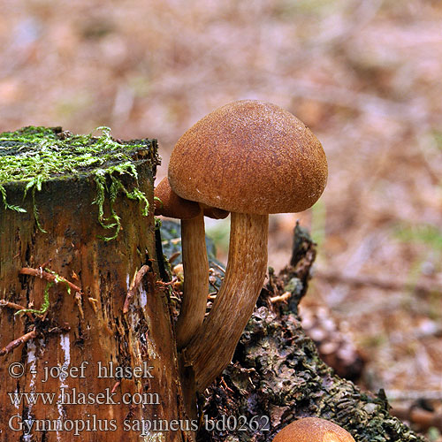 Gymnopilus sapineus bd0262