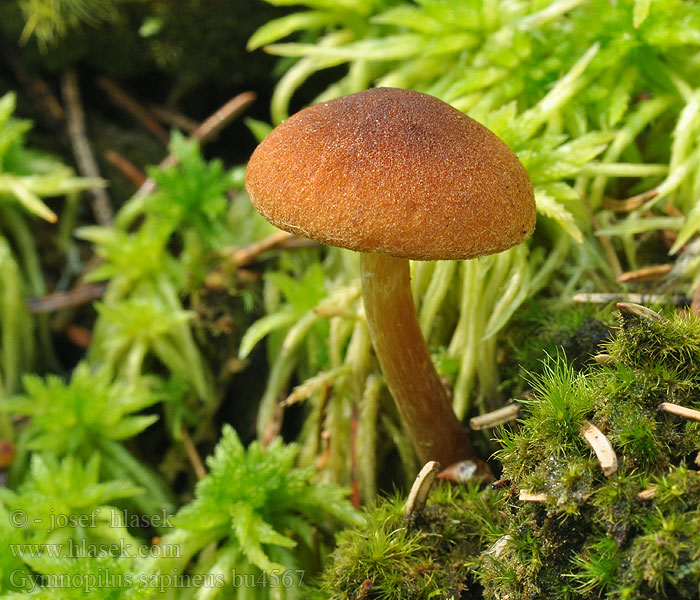 Gymnopilus sapineus Šupinovka jedlová