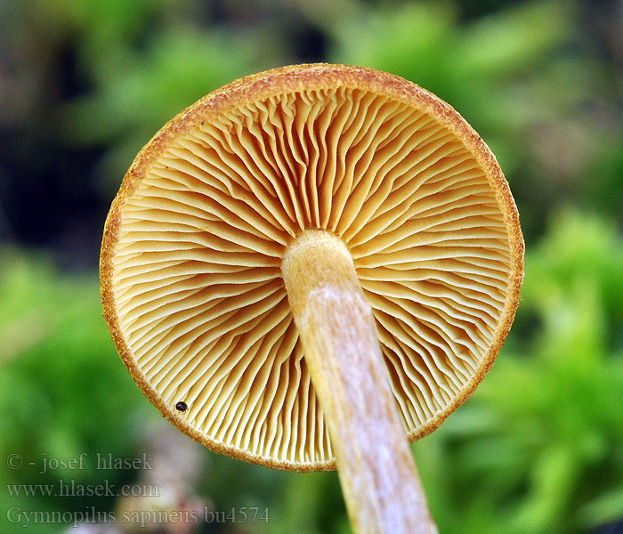 Gymnopilus sapineus Samtschuppiger Tannenflämmling