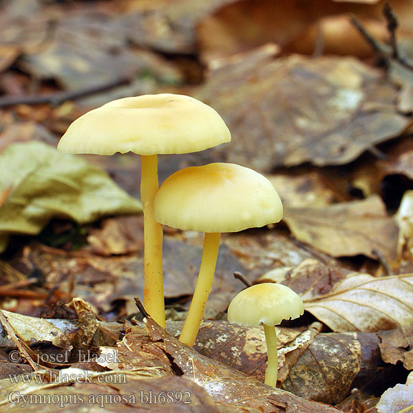 Gymnopus aquosus Collybia aquosa Hellhütigen Waldfreundrübling Waldfreund Rübling Penízovka vodnatá Bleg Fladhat Nuppijuurekas Collybie aqueuse Vroeg eikebladzwammetje Kølleflathatt Łysostopek wodnisty Коллибия водянистая Žleboroba korenovka Fülőke faj Klølleflathatt Peniazovka bledá