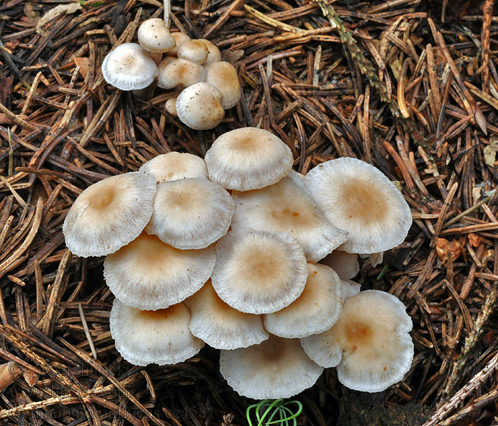 Gymnopus confluens Penízovka splývavá Knopfstiel-Blasssporrübling