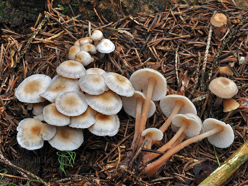 Bundelcollybia Łysostopek pozrastany Peniazovka trsovitá