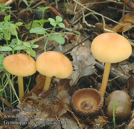 Gymnopus dryophilus Collybia dryophila Marasmius