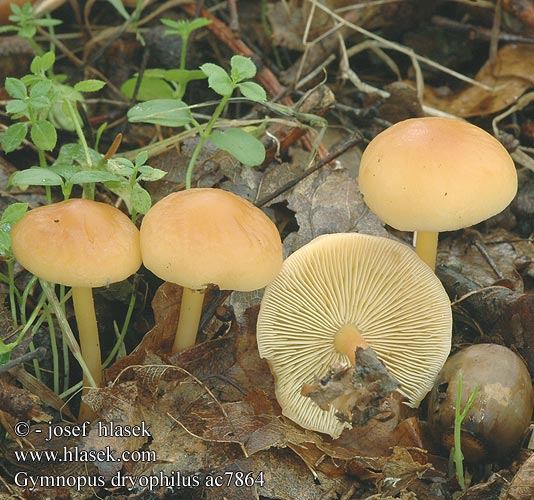 Penízovka dubová Gemeiner Waldfreund-Rübling