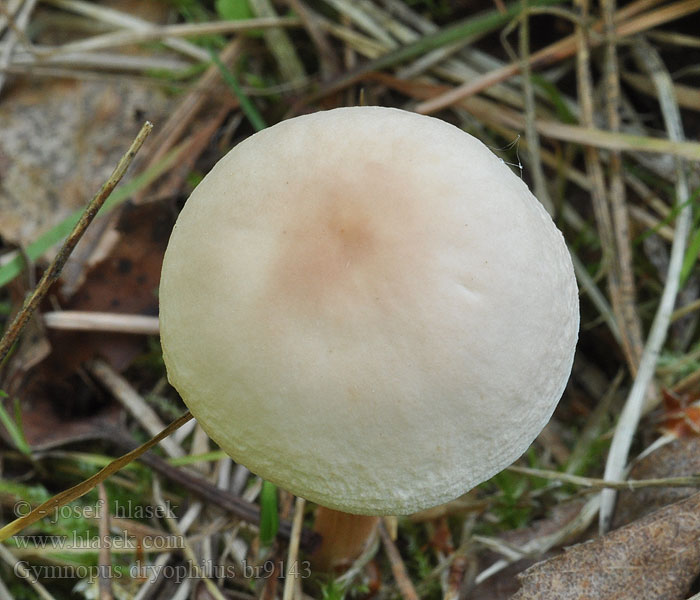 Gymnopus dryophilus Collybia dryophila Gemeiner Waldfreund-Rübling